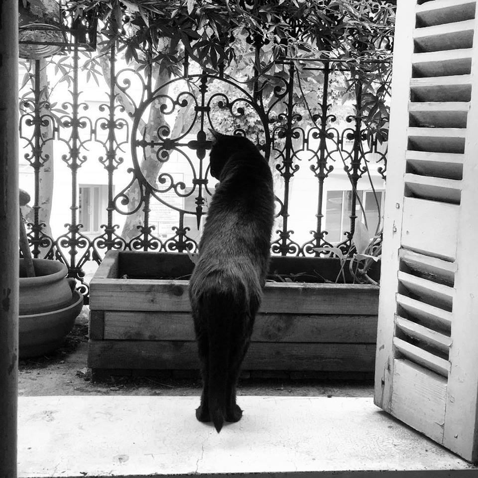 Balkis, Reine de Saba, magicienne bienveillante, rien n'est plus beau qu'un chat noir
