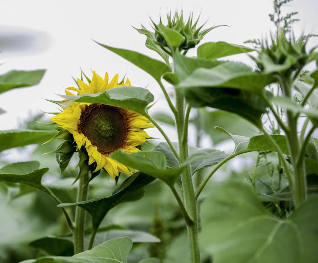 Tournesol Bio en Charentes