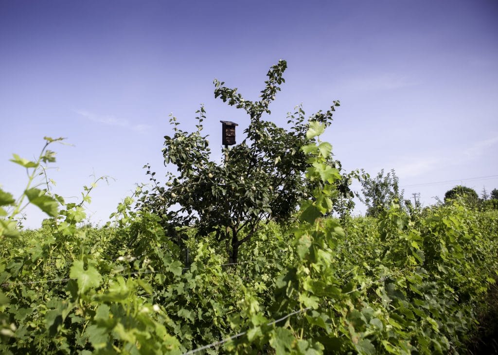 vignes bio chauves souris arbres fruitiers charente-maritime