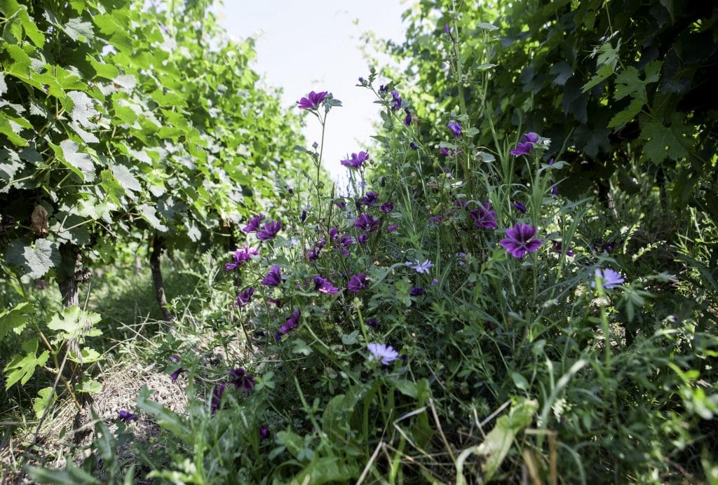 bio fleurs naturelles vigne raisin violet GAB17