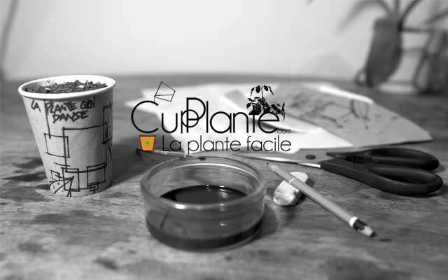 CupPlante la plante facile.