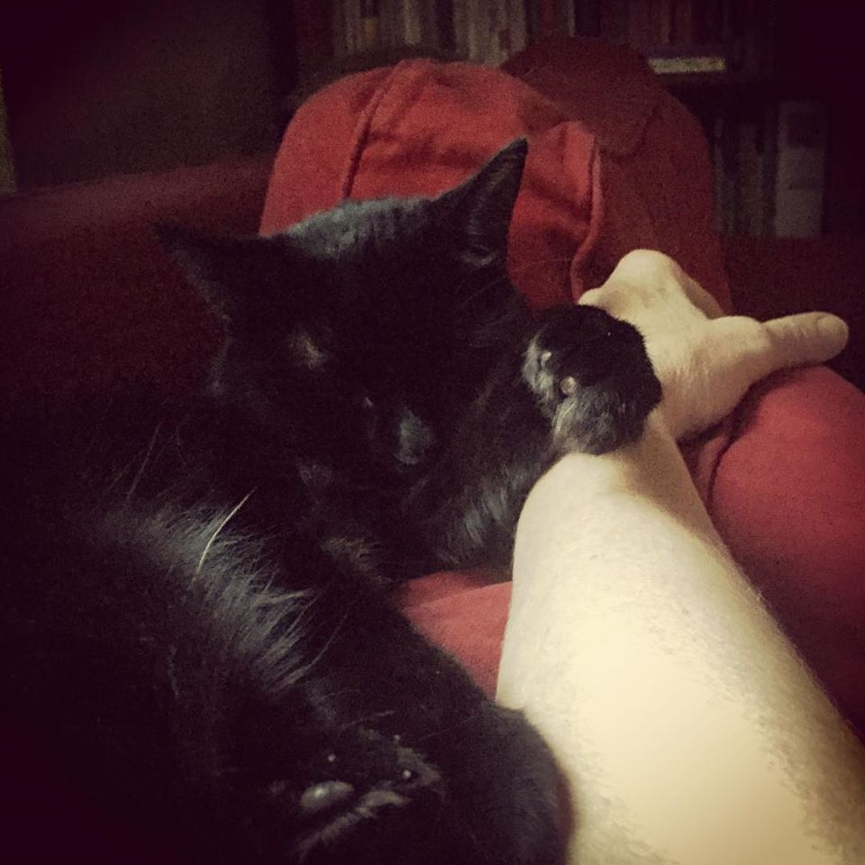Balkis ma panthère noire bien-aimée victime du petfood