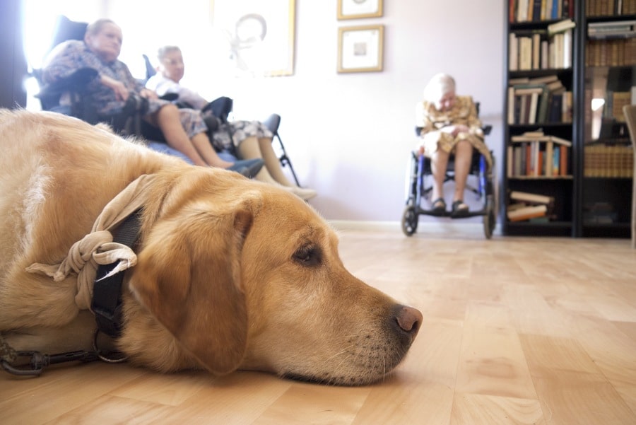 Quand la médiation animale fait du bien à nos anciens