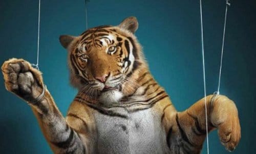 La fin des animaux dans les cirques