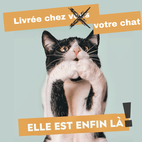 Ziggy gros kiff du Shop